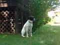 German Shorthaired Pointer puppies at play at 5 weeks