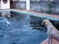 eu pulando na piscina com a água preta,nojenta,suja e fria eu pulando na piscina com a água preta,nojenta,suja e fria