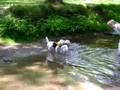 Coda swims to Kimmie