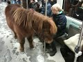 A pony travelling with S-Bahn in Berlin: Berlin metrosunda bir midilli: http://www.youtube.com/watch?v=O9NvQX_OIR4