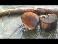Muskrat