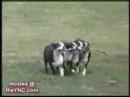 Videos cacetadas de cães Videos cacetadas de cães