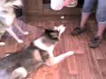 dogs doin tricks :) dogs doin tricks :)