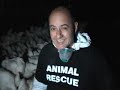 First Impressions :: ALV Openrescue - Broiler parent birds