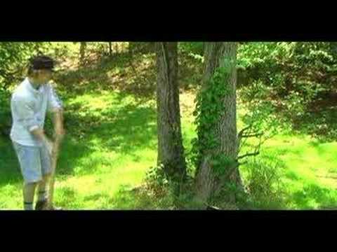 how to eliminate ivy