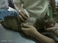 terapi laser
