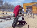 Baby Bears