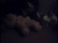 Amish paradise bild a bear band
