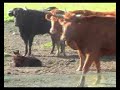 ganaderia arriazu ganaderia arriazu