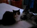 Cats and Love