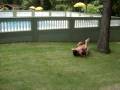 videos de Hebert x Victor II