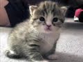 My Lovely Bottle Baby Kitten Lucy Belle Orphan Cute My Lovely Bottle Baby Kitten Lucy Belle Orphan Cute