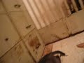 Ghuwara & Jetaime puppies 1