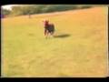 YouTube - miniature horses running