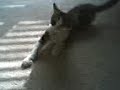 Cute Kitty
