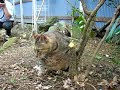 猫の手帖の取材「ツネオ編」