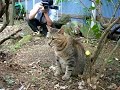 猫の手帖の取材「ツネオ編」