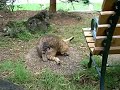 猫の手帖の取材「ツネオ編」