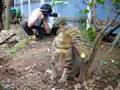 猫の手帖の取材「ツネオ編」