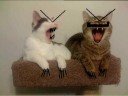 Re: FUNNIEST Mean Kitty Picture EVER!!!