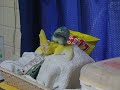 Ty e Tanuki in love.AVI