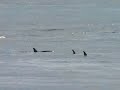 Navy Sonar &amp; Whales