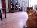 Suki's Robo Ride