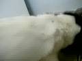 Caniche video