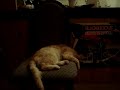 MY CAT HAS INCESSANT NIGHT TERRORS MY CAT HAS INCESSANT NIGHT TERRORS