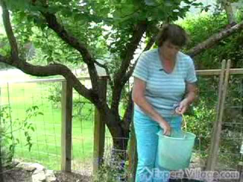 how to replant stargazers