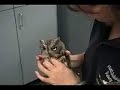 cute adult eastern screech owl cute adult eastern screech owl
