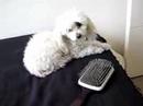 Olivia no esta ni ah� con el cepillo