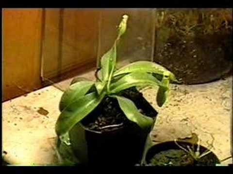 Short Nepenthes Slideshow