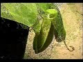 Short Nepenthes Slideshow Short Nepenthes Slideshow