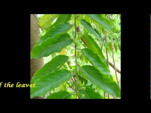 how to grow ilang ilang