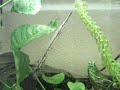 Spatula juvenile, gar Spatula juvenile, gar