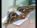 Cecropia Moth