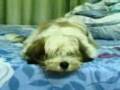 videos de kenjo my lhasa apso