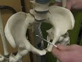 Pelvic Anatomy
