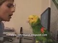 Dieser Papagei kann singen und tanzen SAUGEIL