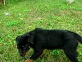 Imported pure breed rottweiler puppy