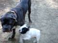 videos de bulldog frances ataca mastin napolitano
