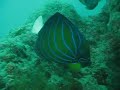 Blue-ringed angelfish