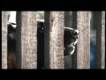 Malinois at tv-commercial 1/2 Malinois at tv-commercial 1/2