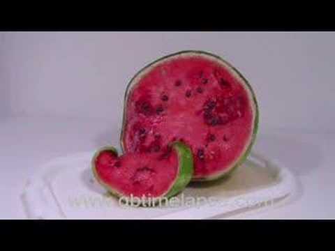 Rotting watermelon