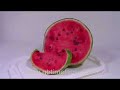 Rotting watermelon