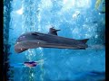 Voyage to the Bottom of the Sea