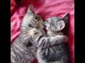 Amigos - xikii.com