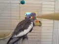 The Dancing Cockateil