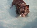 Waterpret 1 Waterpret 1